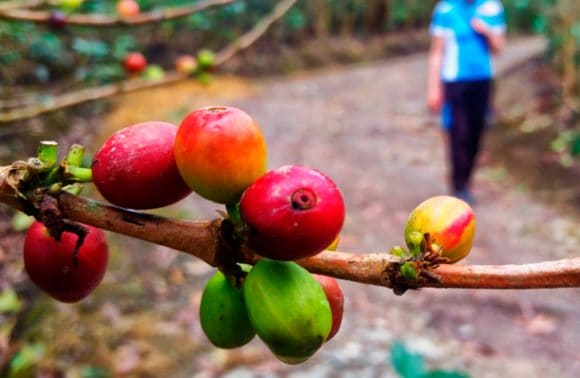 Coffee Jungle Tour to Machu Picchu Coffee Jungle Tour to Machu Picchu