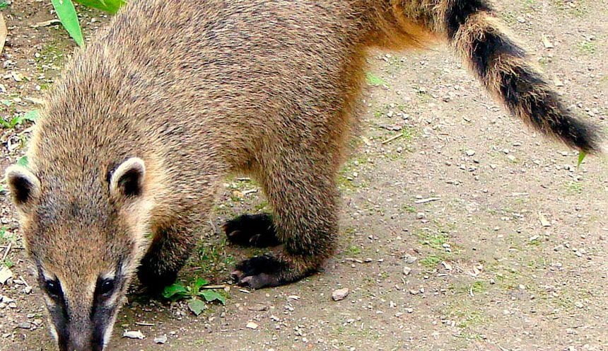 Poop Coffee – Coatis Poop Coffee – Coatis