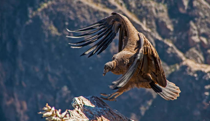 Majestic Andean condor soaring over deep Colca Canyon walls at Cruz del Condor (3,287m / 10,784 ft) in Arequipa