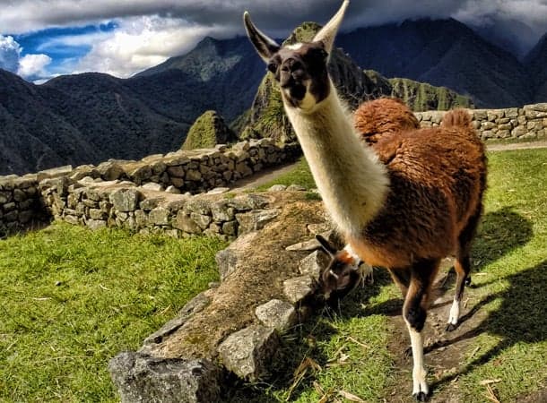Classic Machu Picchu Full-Day Tour by Train - View 1 | Daspe Travel Llama grazing peacefully on the ancient stone agricultural terraces overlooking Machu Picchu citadel