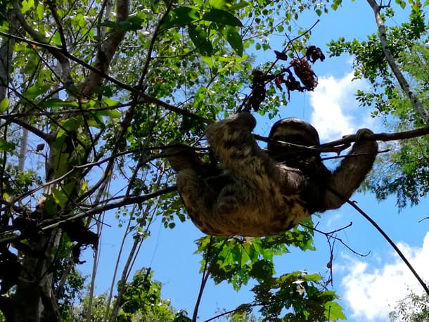 Manu National Park Deep Rainforest Expedition (4 Days / 3 Nights)