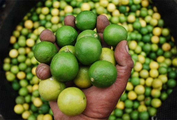 Lemons - the fruit of Peru