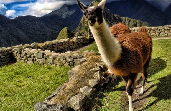 Llama at Machu Picchu