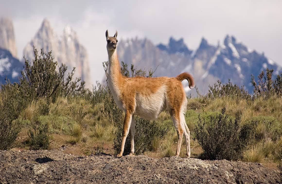 Guanako in Peru