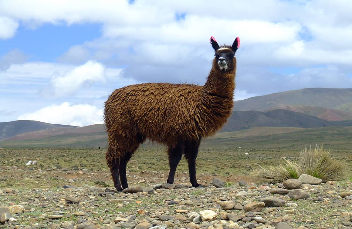 Lama in Peru