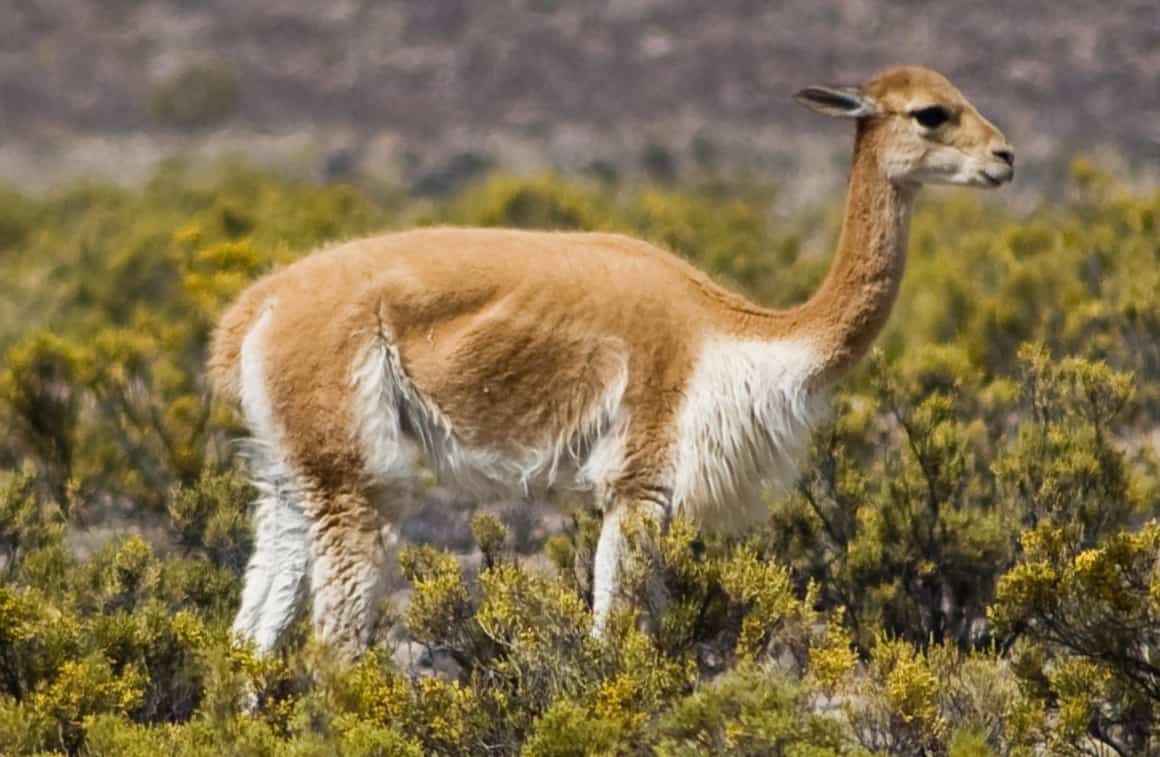 Vikunja in Peru