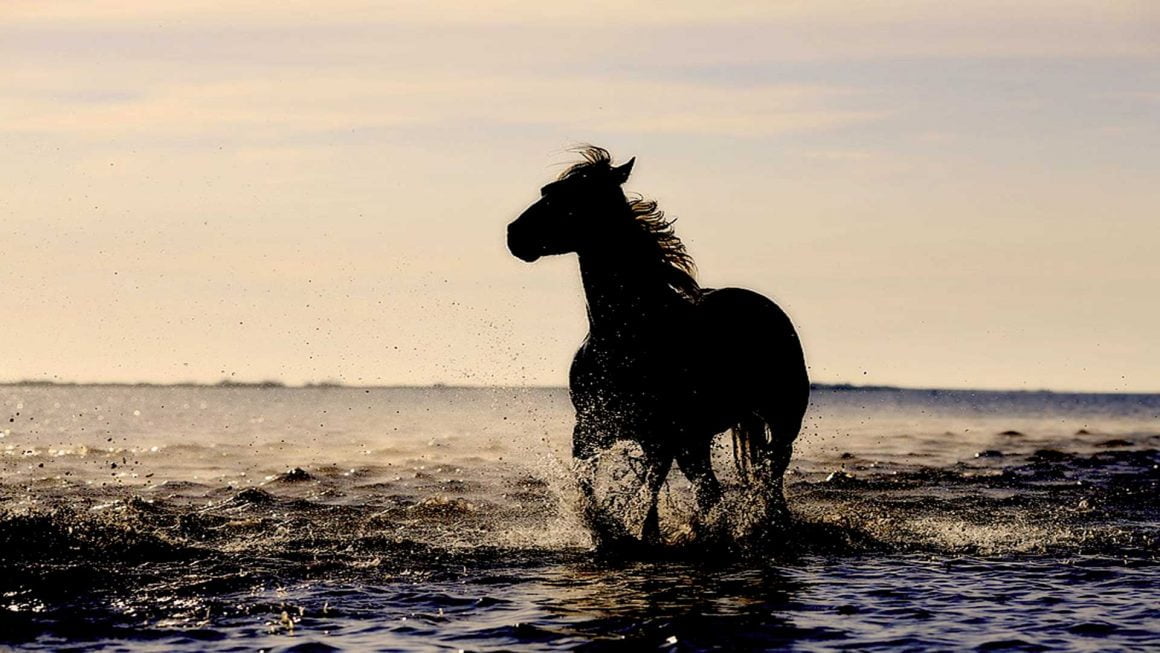 Ocean Ride Ocean Ride