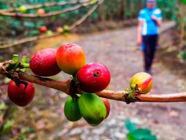 Coffee tour in Peru