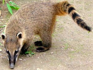 Coati - Peruvian Poop Coffee