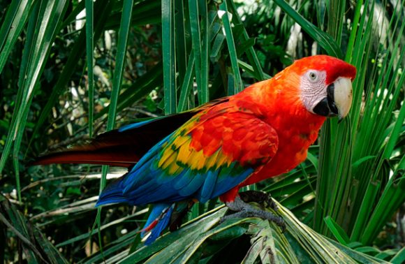 Manu National Park Peru Manu National Park Peru