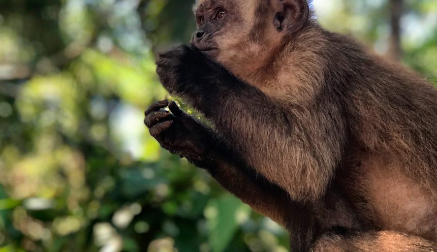 A Journey Through Manu National Park A Journey Through Manu National Park