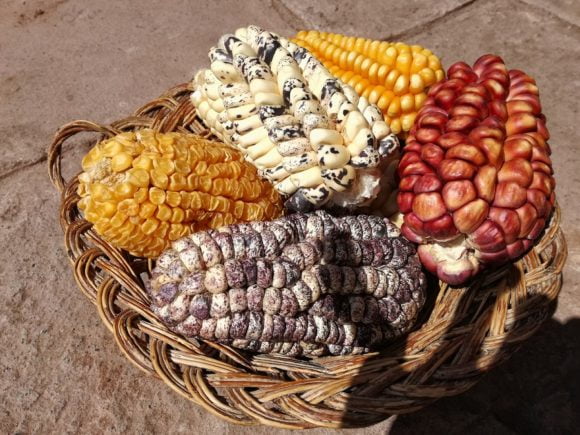 Corn Variations Peru