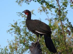 Pava Aliblanca, turkey, white winged guan