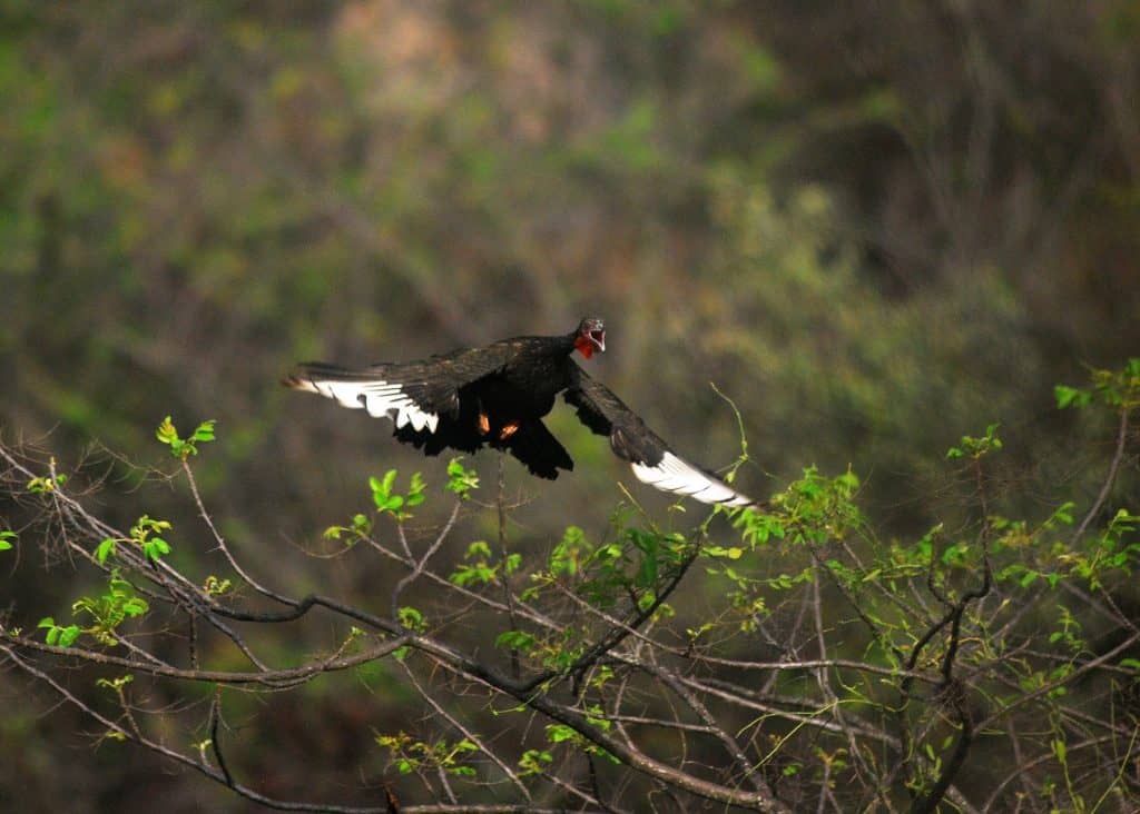 Pava Aliblanca fliegt in Peru