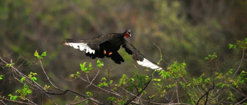 Pava Aliblanca, turkey, Peruvian sol, peru, critically endangered, near extinct, flying, save